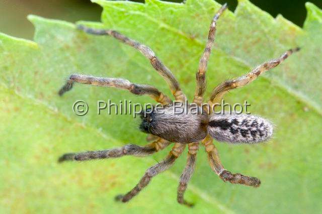 Segestriidae_0012.JPG - France, Morbihan (56), Araneae, Segestriidae, Araignée, Ségestrie bavaroise (Segestria bavarica),Tube dwelling spider